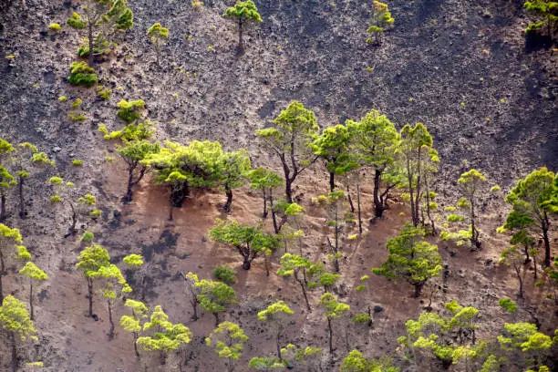El Hierro island landscape, pine trees and shadows, high angle view. Canary islands, Spain.