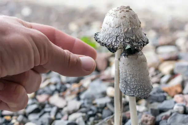 High season for mushroom pickers