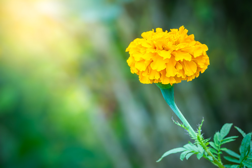 Marigold flower in green natural and blur background. Closeup and copy space.