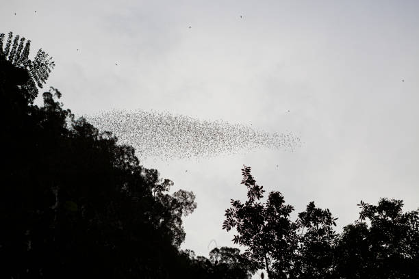 istock Bats flying in Gunung Mulu national park 1182830838