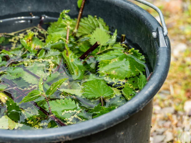 brennnessel brauen natürliche dünger brennnessel - stinging nettle stock-fotos und bilder