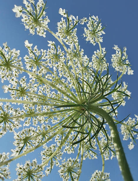 istock sunny wild carrot blossom 118283242