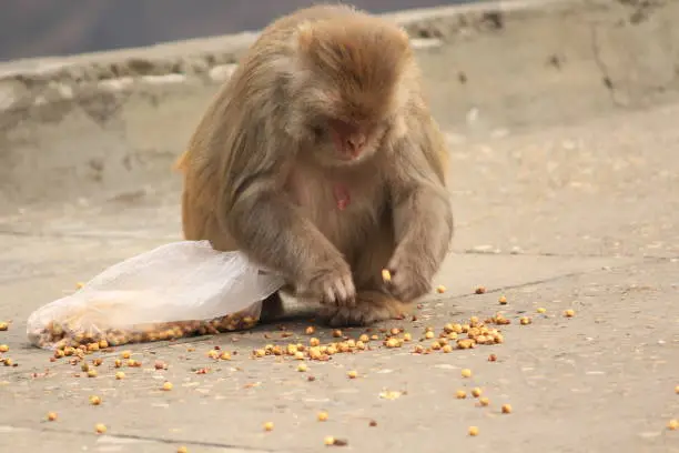 Photo of Monkey sitting over ground while eating Nuts and looking