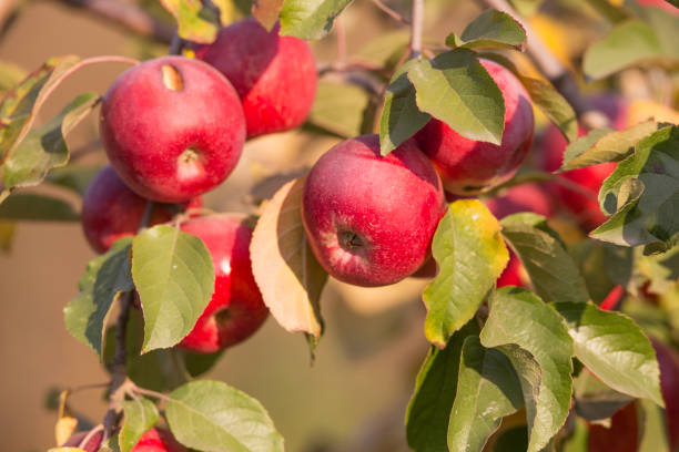 istock Autumn red apples on a branch 1182833544