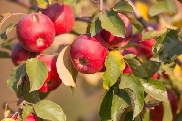 istock Autumn red apples on a branch 1182833590