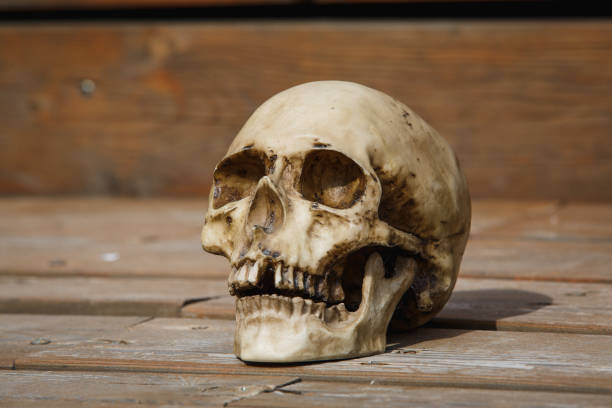 istock A human skull on a wooden background is illuminated by soft light. 1182834656