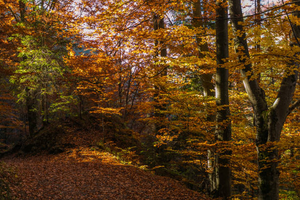 istock Beautiful autumn landscape with yellow trees and sun 1182834962