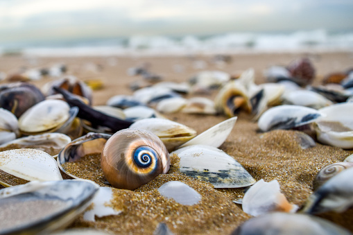 A scallop shell lies on the grains of sand on a Cape Cod beach after the tide recedes.