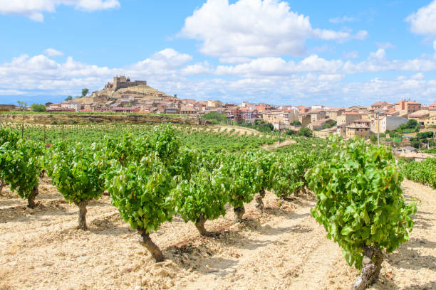 istock vineyard field of la rioja, Spain 1182838079