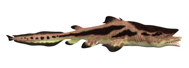 istock Prehistoric shark Edestus isolated on white background 1182838126