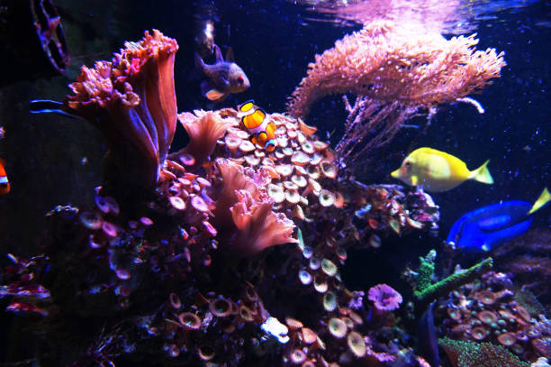istock natural coral aquarium background 1182838186