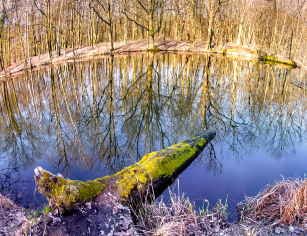 istock Mystic foggy swamp with dead tree 1182838396
