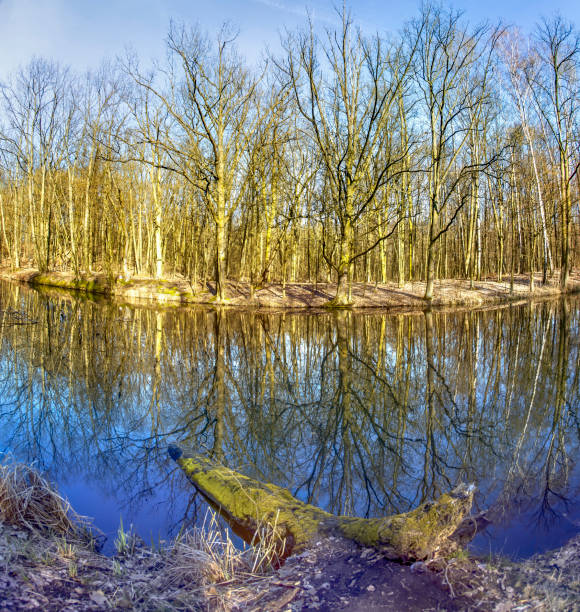 istock Mystic foggy swamp with dead tree 1182838397