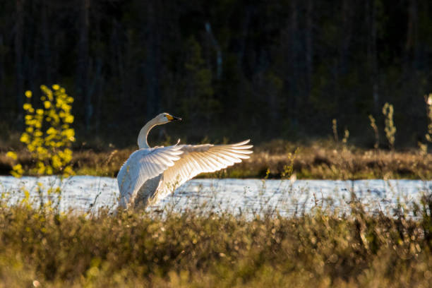 whooper swan, cygnus cygnus - whooper swan imagens e fotografias de stock