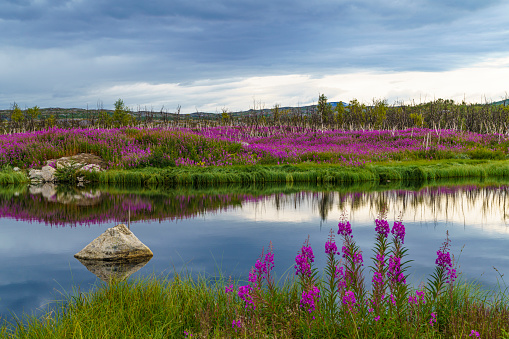Fireweed, Chamerion angustifolium, evening light reflecting in a small pond, birch trees in background, Kiruna county, Swedish Lapland, Sweden