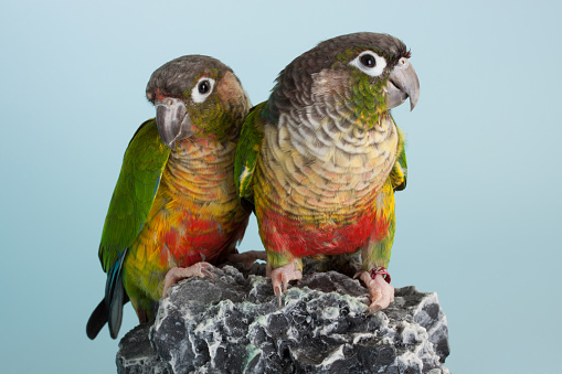Couple of colorful parrot conure bird as pet animal