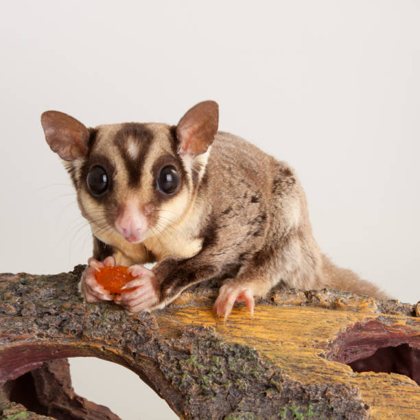 istock Nice Sugar glider domestic animal 1182841848