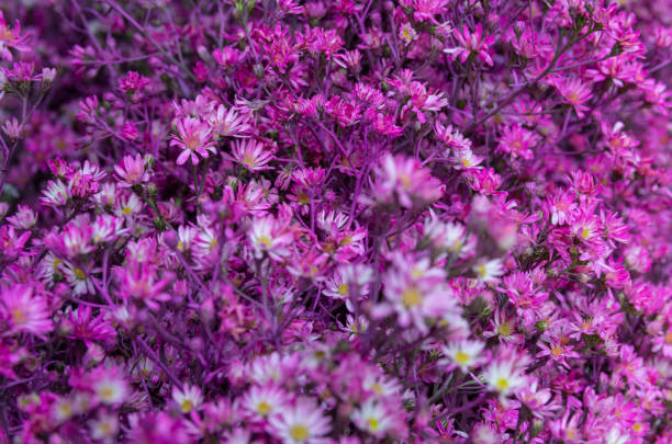 istock Bunch of azalea flower (rhododendron) 1182841961