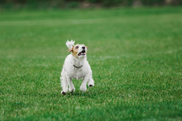 istock parson russell terrier ready to jump high to catch flying disk 1182842364