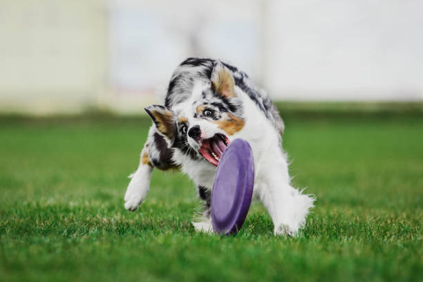 istock australian shepherd running for rolling flying disk trying to catch it 1182842367