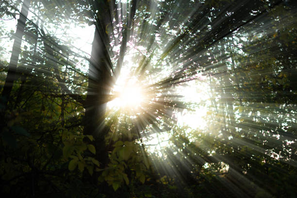istock sun rays come through the three branches and leaves during sunset 1182843262