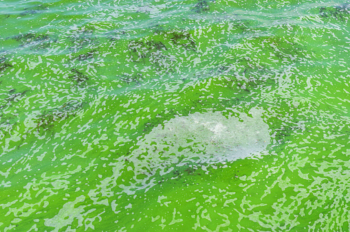 Green surface of on Ukrainian river Dnepr covered by cyanobacterias as a result of phytoplankton evolution in hot seasons