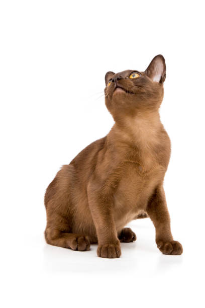 istock Burmese cat. Cute playful chocolate-colored kitten. On white background. 1182843860