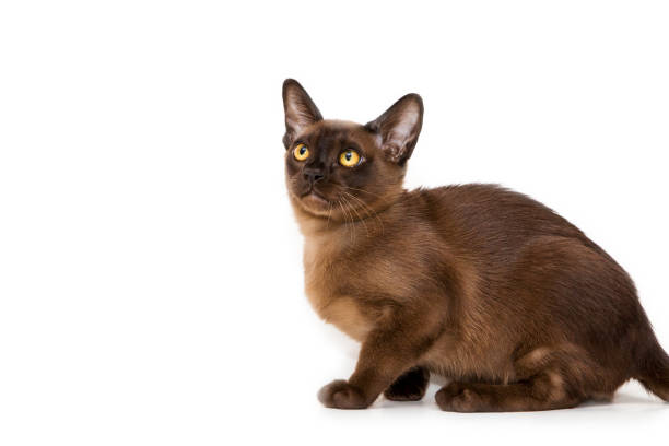 istock Burmese cat. Cute playful chocolate-colored kitten. On white background. 1182843868