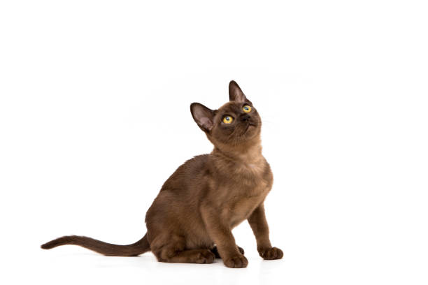 istock Burmese cat. Cute playful chocolate-colored kitten. On white background. 1182843884