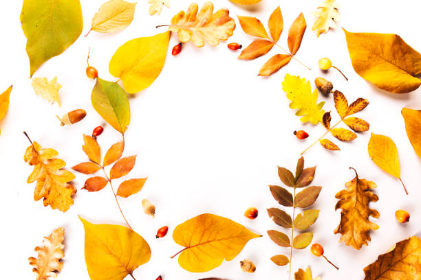 istock Autumn fall leaves from trees, rose hip. flat lay top view. Composition for your design. circle for text 1182844004