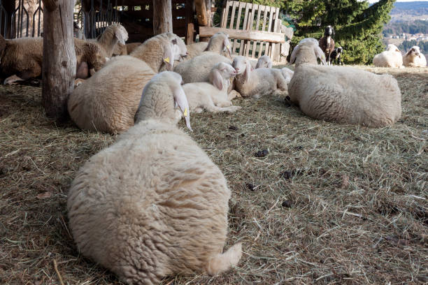 A young lamb resting in the warmth of the British spring sunshine.