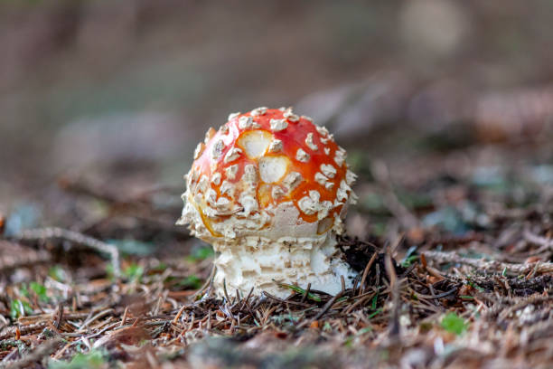 zbliżenie amanita muscaria - mushrooms mushroom fungus fungi undergrowth zdjęcia i obrazy z banku zdjęć