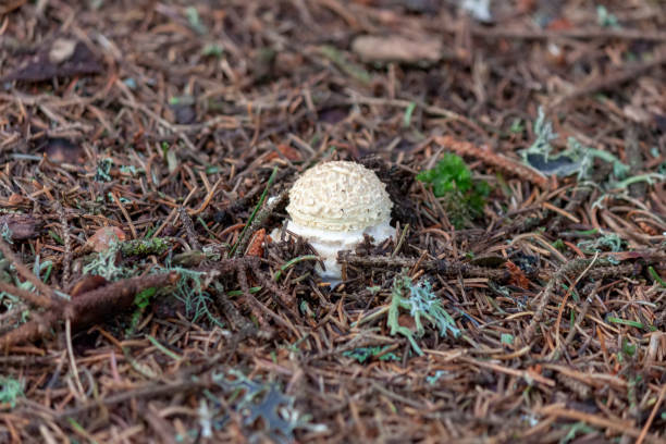 zbliżenie amanita muscaria - mushrooms mushroom fungus fungi undergrowth zdjęcia i obrazy z banku zdjęć