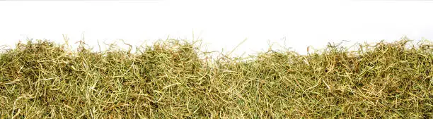 a bunch of hay as banner, border, headline, header or panorama, isolated with white background