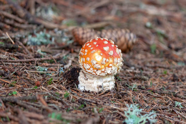 zbliżenie amanita muscaria - mushrooms mushroom fungus fungi undergrowth zdjęcia i obrazy z banku zdjęć