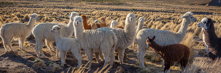 Herd of curious alpacas in Bolivia