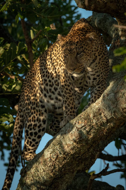 istock Close-up of leopard looking down from tree 1182847395