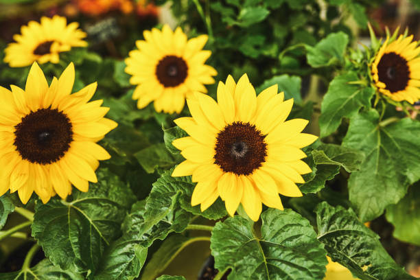 istock We all deserve a bright start to the day 1182850611