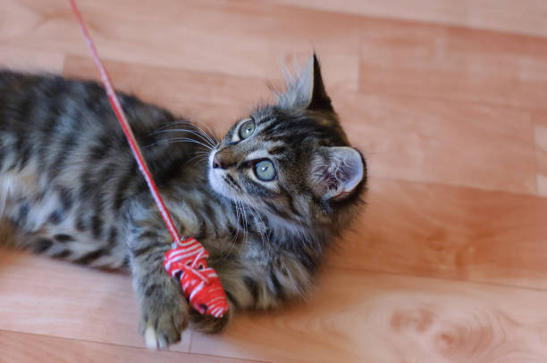 istock Gray little kitten is playing with a toy with a mouse. Close-up. 1182851710