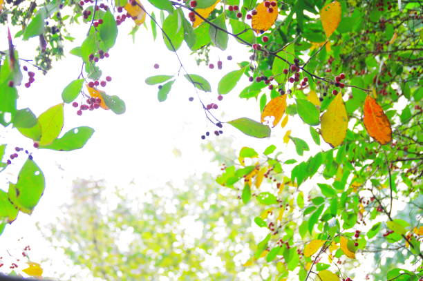 Autumn is on the way.