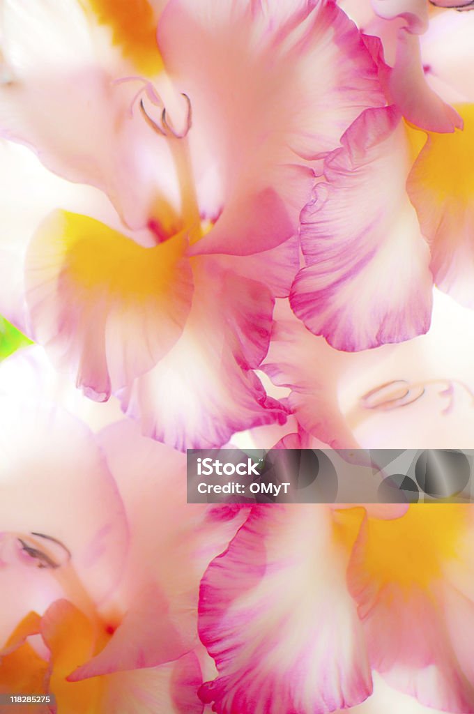 Floral Background  Backgrounds Stock Photo
