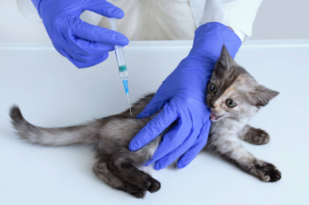 istock A little kitten is given an injection. Vet clinic. 1182852906