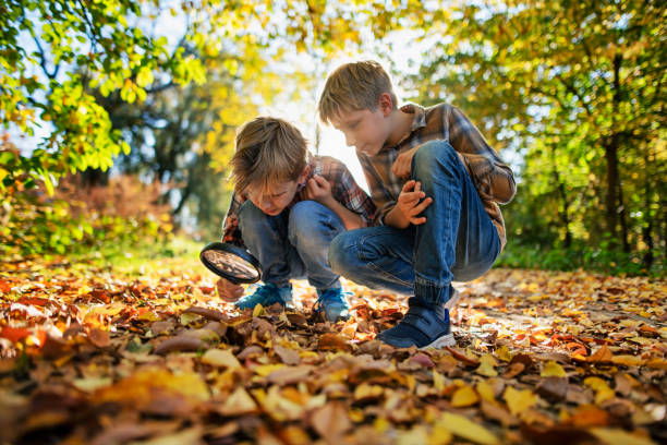 Little boys observing autumn leaves
