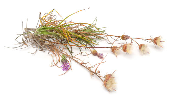 istock Plant Jurinea stoechadifolia isolated on white background 1182853519