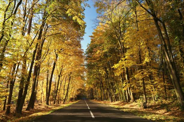 istock Country road through autumn woods 1182854215
