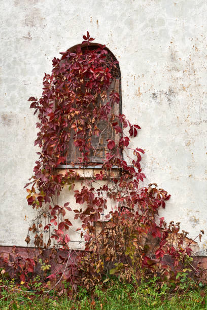 istock Window covered with red creepers. 1182854985
