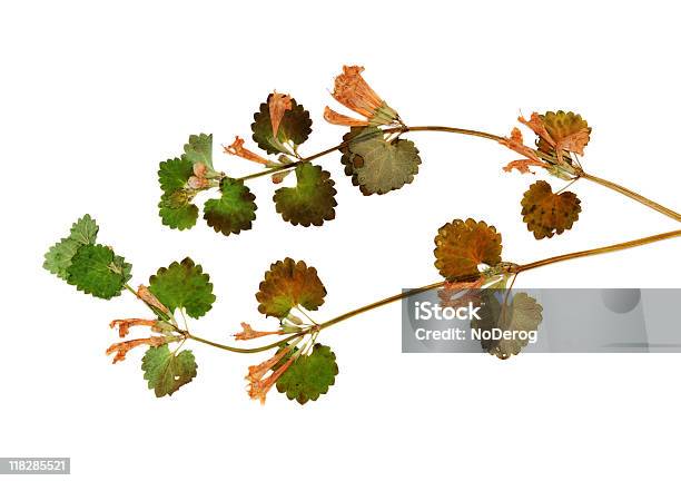 Dried Pressed Wildflower On White Stock Photo - Download Image Now - Branch - Plant Part, Brown, Color Image