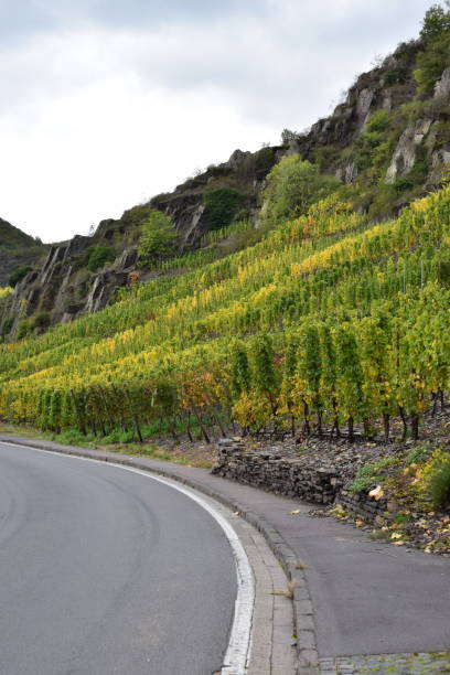 istock steep vineyards in Ahr valley 1182856309