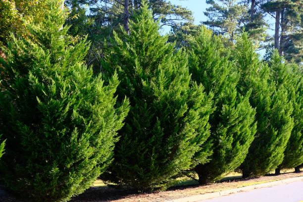 Leyland Cypress Trees stock photo