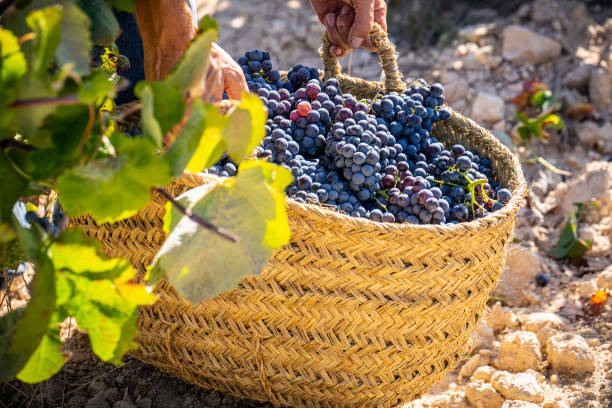 istock Grape harvest traditional bucket with wine red grapes 1182856653